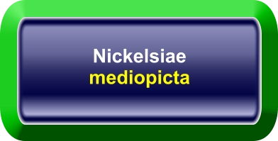 Nickelsiae mediopicta