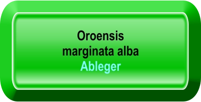 Oroensis  marginata alba Ableger