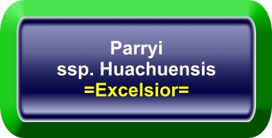 Parryi ssp. Huachuensis =Excelsior=