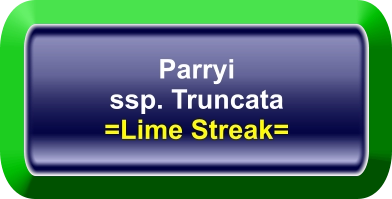 Parryi ssp. Truncata =Lime Streak=