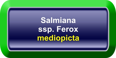 Salmiana ssp. Ferox mediopicta