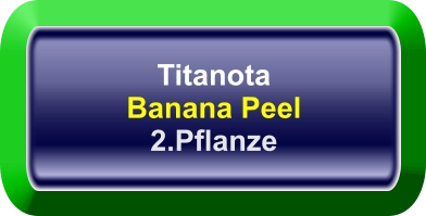 Titanota Banana Peel 2.Pflanze