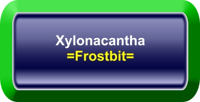 Xylonacantha =Frostbit=