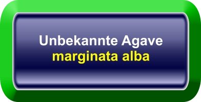 Unbekannte Agave  marginata alba