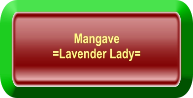 Mangave  =Lavender Lady=