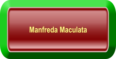 Manfreda Maculata
