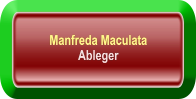 Manfreda Maculata Ableger