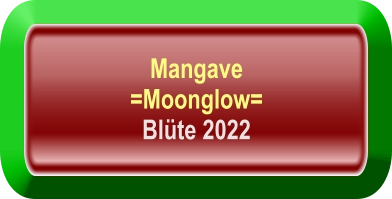 Mangave  =Moonglow= Blüte 2022