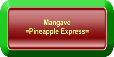 Mangave  =Pineapple Express=