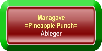 Managave  =Pineapple Punch= Ableger