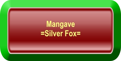 Mangave  =Silver Fox=