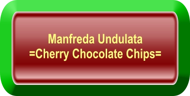 Manfreda Undulata =Cherry Chocolate Chips=