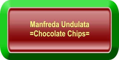 Manfreda Undulata =Chocolate Chips=