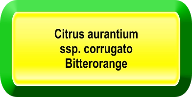Citrus aurantium  ssp. corrugato  Bitterorange