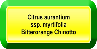 Citrus aurantium  ssp. myrtifolia  Bitterorange Chinotto