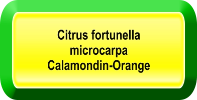 Citrus fortunella  microcarpa  Calamondin-Orange