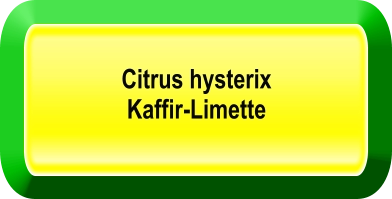 Citrus hysterix  Kaffir-Limette
