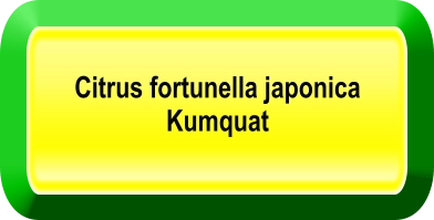 Citrus fortunella japonica  Kumquat