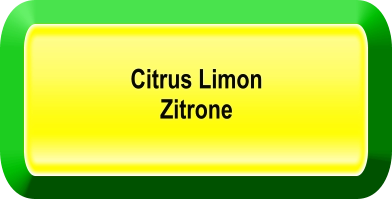 Citrus Limon  Zitrone