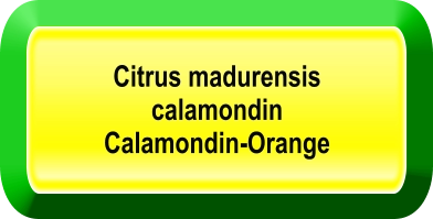 Citrus madurensis  calamondin Calamondin-Orange