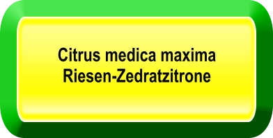 Citrus medica maxima Riesen-Zedratzitrone