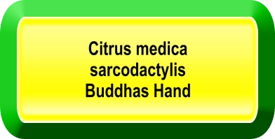 Citrus medica  sarcodactylis Buddhas Hand