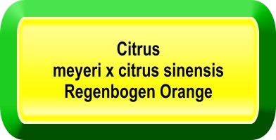 Citrus meyeri x citrus sinensis  Regenbogen Orange
