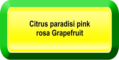 Citrus paradisi pink rosa Grapefruit