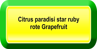 Citrus paradisi star ruby rote Grapefruit