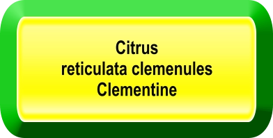 Citrus  reticulata clemenules Clementine