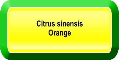 Citrus sinensis Orange