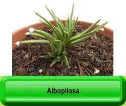 Albopilosa