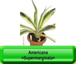 Americana  =Supermarginata=