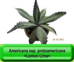 Americana ssp. protoamericana  =Lemon Lime=
