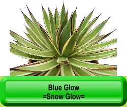 Blue Glow =Snow Glow=