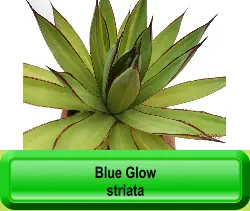 Blue Glow striata