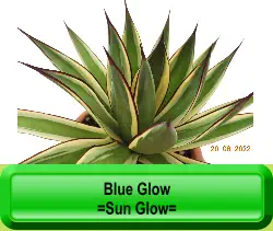 Blue Glow =Sun Glow=