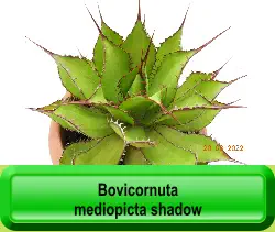 Bovicornuta mediopicta shadow