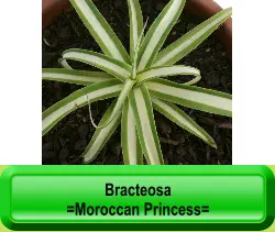 Bracteosa =Moroccan Princess=