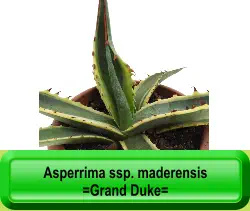 Asperrima ssp. maderensis  =Grand Duke=