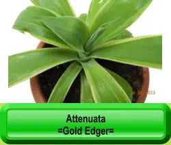 Attenuata  =Gold Edger=