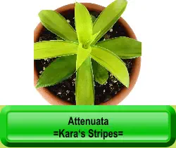 Attenuata  =Kara‘s Stripes=