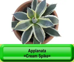Applanata =Cream Spike=