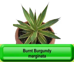 Burnt Burgundy marginata