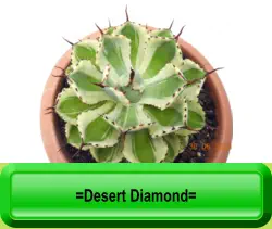 =Desert Diamond=