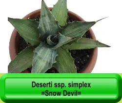 Deserti ssp. simplex =Snow Devil=