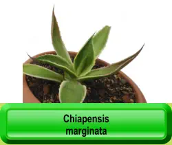 Chiapensis marginata