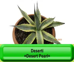 Deserti =Desert Pearl=