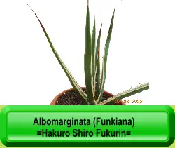 Albomarginata (Funkiana) =Hakuro Shiro Fukurin=