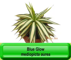 Blue Glow mediopicta aurea